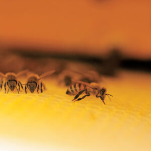Backyard Beekeeping for Beginners Image